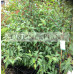 Alnus Jorulensis Evergreen Alder