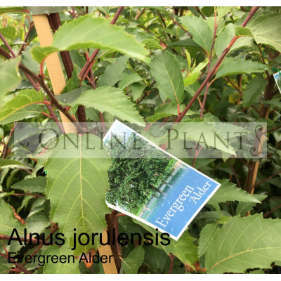 Alnus Jorulensis Evergreen Alder