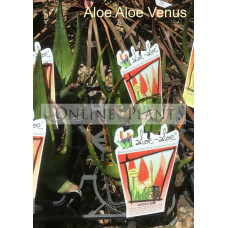 Aloe Aloe Venus