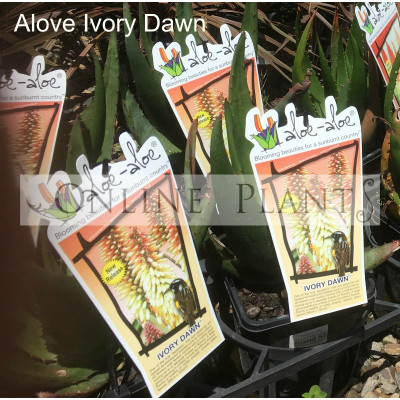 Aloe Aloe Ivory Dawn