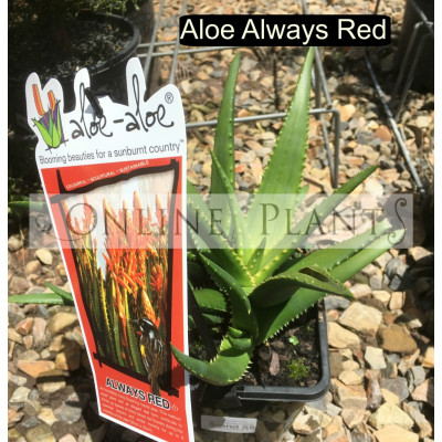 Aloe Aloe Always Red