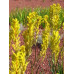 Anigozanthos Yellow Gem, Kangaroo Paw