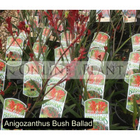 Anigozanthus Bush Ballad