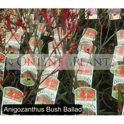 Anigozanthus Bush Ballad
