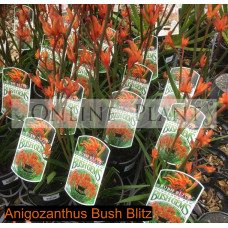 Anigozanthos Bush Blitz, Kangaroo Paw
