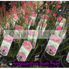 Anigozanthos Bush Pearl, Kangaroo Paw