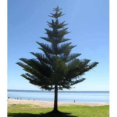 Araucaria Heterophylla, Norfolk Island Pine