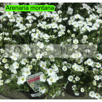 Arenaria montana