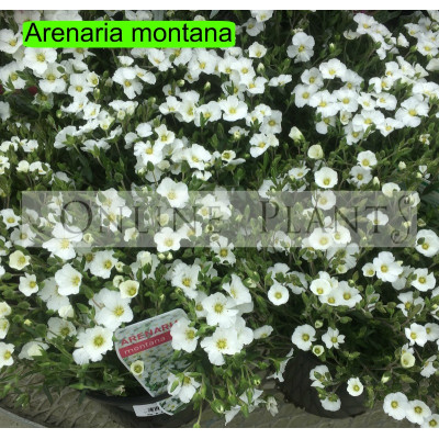 Arenaria montana
