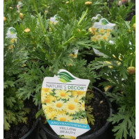 Argyanthemum Beauty Yellow, Daisy