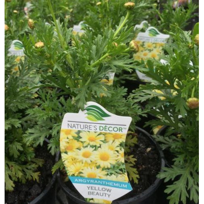Argyanthemum Beauty Yellow, Daisy