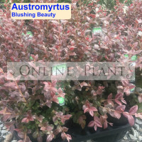 Austromyrtus Blushing Beauty