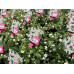 Bacopa Gulliver Snow