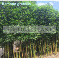Bamboo gracilis