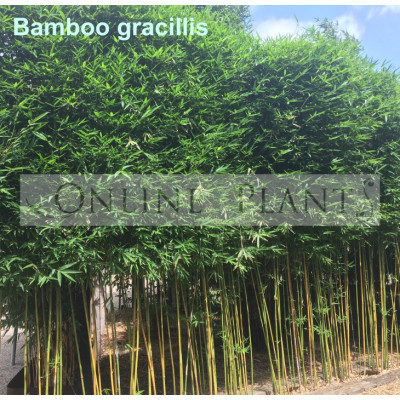 Bamboo gracilis