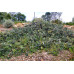 Banksia Integrifolia, Prostrate Coast banksia
