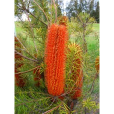 Banksia, Giant Candles