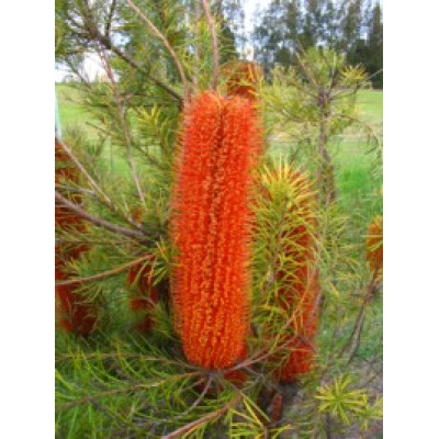 Banksia, Giant Candles