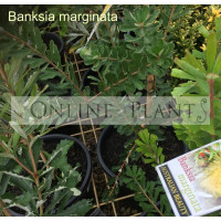 Banksia marginata, Silver Banksia