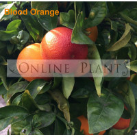 Citrus Tree Blood Orange