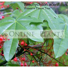 Brachychiton Acerifolius, Illawarra Flame Tree