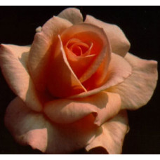 Bush Rose, Apricot Nectar