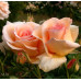 Bush Rose, Apricot Nectar