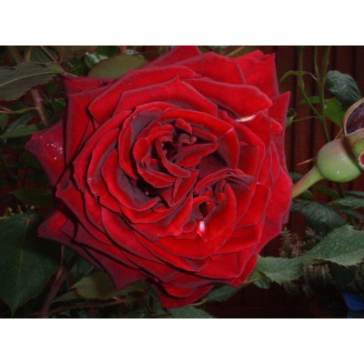 Bush Rose, Black Beauty