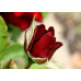 Bush Rose, Black Beauty