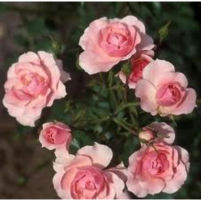 Bush Rose, Bonica