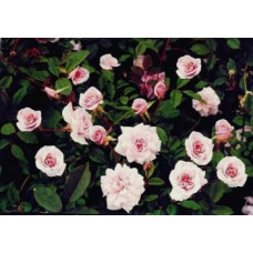 Bush Rose, Cecile Brunner