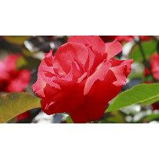Bush Rose, Fragrant Charm