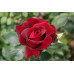 Bush Rose, Fragrant Charm