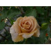 Bush Rose, Honey Dijon