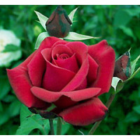 Bush Rose, Kardinal