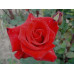 Bush Rose, Kardinal