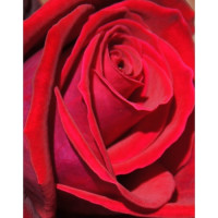 Bush Rose, Loving Memory