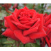 Bush Rose, Loving Memory