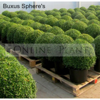 Buxus sempervirens Sphere