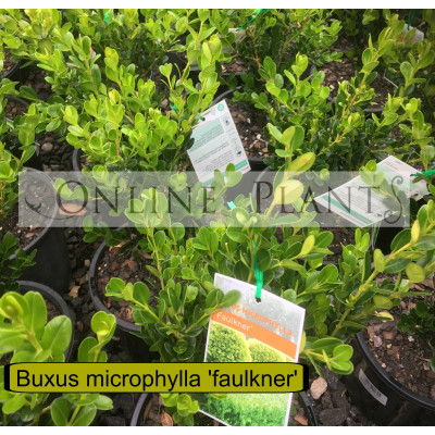 Buxus microphylla Faulkner 