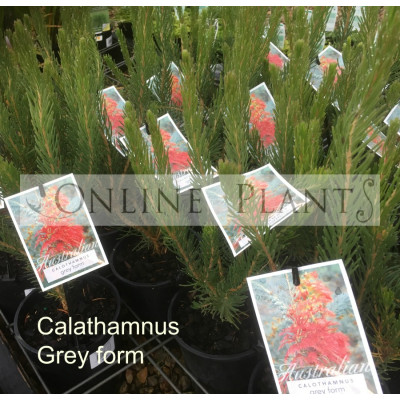 Calothamnus Grey form, One Sided Bottlebrush