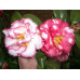 Camellia Japonica, Betty Sheffield Supreme
