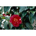 Camellia Japonica, Bob Hope