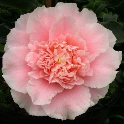 Camellia Japonica, Elegans Splendour