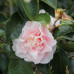Camellia Japonica, Elegans Splendour