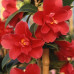 Camellia Japonica, Freedom Bell