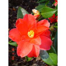 Camellia Japonica, Freedom Bell