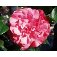 Camellia Japonica, Georgia Rouse