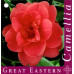 Camellia Japonica, Great Eastern