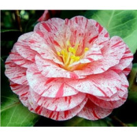 Camellia Japonica, Helenor